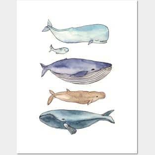 whales family Posters and Art